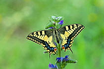 European swallowtail butterfly (Papilio machaon gorganus) Pyrenees National Park, France, June.