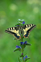 European swallowtail butterfly (Papilio machaon gorganus) Pyrenees National Park, France, June.