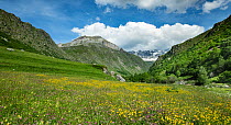 Alpine meadow with buttercups(Ranunculus) and Red clover (Trifolium pratense) off Cirque de Troumouse road. Pyrenees National Park, France, June