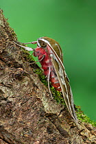 Smoky spurge hawk-moth (Hyles dahlii) Monte Albo, Sardinia, August.