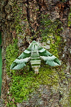 Vega sphinx moth (Proserpinus vega) Arizona, USA. August.