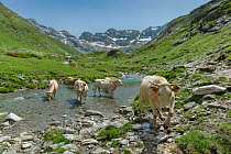 Alpine cattle crossing the Gave d Estaube river at Lac des Gloriettes. Pyrenees National Park, France, June.
