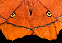 Godman&#39;s silkmoth (Antheraea godmani) close up of wings and eyespots, Chiriqui Province, Panama