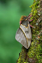 Golden mexican moth (Automeris maeonia) female, Nayarit, Mexico