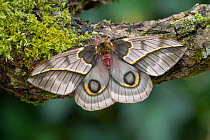 Golden mexican moth (Automeris maeonia) female, Nayarit, Mexico