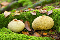 Common earthball fungus (Scleroderma citrinum), Tollymore Forest Park, Newcastle, Co. Down, Northern Ireland