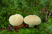 Common puffball fungus (Lycoperdon perlatum), Tollymore Forest Park, Newcastle, Co. Down, Northern Ireland