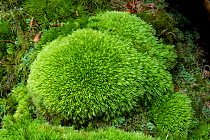 Pin cushion moss (Leucobryum glaucum) Tollymore Forest Park, Newcastle, Co. Down, Northern Ireland
