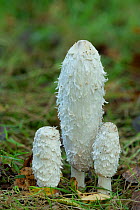 Shaggy ink cap fungus (Coprinus comatus), Peatlands Park, Co. Armagh, Northern Ireland