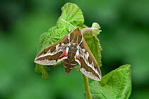 Smoky Spurge Hawk-moth (Hyles dahlii), Siniscola, Nuoro province, Monte Albo, Sardinia