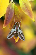 Smoky Spurge Hawk-moth (Hyles dahlii), Siniscola, Nuoro province, Monte Albo, Sardinia