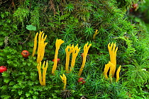 Yellow stagshorn fungus (Calocera viscosa), Tollymore Forest Park, Newcastle, Co. Down, Northern Ireland