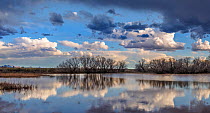 Leafless Cottonwood trees (Populus sp.) and cattails reflected in the water at sunset, Whitewater Draw, Arizona State Game and Fish Reserve, USA. January 2020.