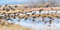 Yellow-headed blackbirds (Xanthocephalus xanthocephalus) flock in flight, Whitewater Draw, Arizona State Game and Fish Reserve, USA. January.