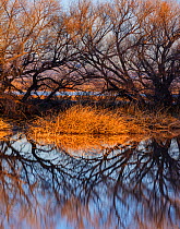 Leafless Cottonwood trees (Populus sp.) and cattails reflected in the water at dawn, Whitewater Draw, Arizona State Game and Fish Reserve, USA. January 2020.
