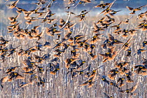 Yellow-headed blackbirds (Xanthocephalus xanthocephalus) flock descending into the marsh cattails at sunset, Whitewater Draw, Arizona State Game and Fish Reserve, USA. January.