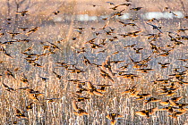 Yellow-headed blackbirds (Xanthocephalus xanthocephalus) flock descending into the marsh cattails at sunset, causing cattail seeds to drift in the air. Whitewater Draw, Arizona State Game and Fish Res...