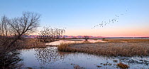 Yellow-headed blackbird (Xanthocephalus xanthocephalus) flock murmuration as they take off from the marsh at dawn, Whitewater Draw, Arizona State Game and Fish Reserve, USA. January.