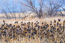 Yellow-headed blackbirds (Xanthocephalus xanthocephalus) flock at roost, Whitewater Draw, Arizona State Game and Fish Reserve, USA. January.