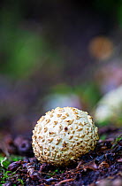 Common earthball fungus (Scleroderma citrinum), Hannicombe Wood, Dartmoor, Devon. October.