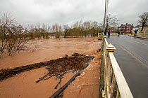High water levels of River Teme, submerged trees and flood debris during Storm Dennis floods, Tenbury Wells Bridge, Worcestershire, England, UK. February 2020.