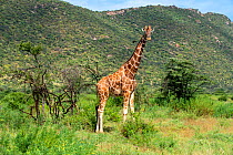 Reticulated Giraffe (Giraffa camelopardalis), and lush savanna woodland after early January rains, Samburu National Reserve, Kenya.