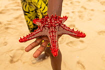 Red-knobbed sea star (Protoreaster lincki), held in the hand, Kwale Island, Zanzibar, Tanzania. January.