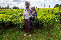 Tea (Camellia sinensis) plantation and woman cooperative plantation worker with her baby, giving a presentation on tea plant growing and harvesting, Kenya, January 2020