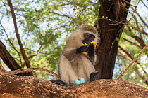 Male Vervet monkey (Chlorocebus aethiops) eating a mango fruit, showing blue scrotum, Samburu Lodge, Kenya. January.