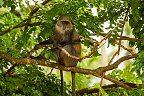 Zanzibar Sykes monkey (Cercopithecus mitis albogularis) mother holding young, Jozani Chwaka Bay National Park, Zanzibar. Tanzania. January.