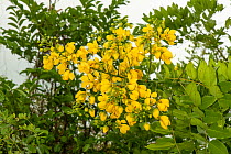 African Senna (Senna didymobotrya) in flower, a leguminous shrub native to Africa, Zanzibar, Tanzania. January.