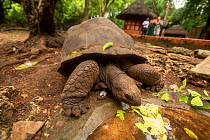 Free-roaming Aldabra giant tortoise (Geochelone gigantea), feeding on cabbage leaf, introduced onto Prison Island, Zanzibar, Tanzania. January.