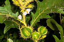 Devil&#39;s Apple (Solanum linnaeanum) fruit, nightshade family, poisonous, Masai Mara, Kenya. January.