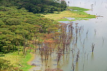 Fever trees (Vachellia xanthophloea) dying on Lake Nakuru due to flooding caused by climate change, Lake Nakuru National Park, Kenya. January 2020.
