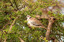 Mourning Collared Dove (Streptopelia decipiens) on Whistling thorn (Acacia drepanolobium), Samburu National Reserve, Kenya. January.
