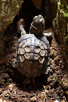 One-month old Chinese pond turtle (Mauremys reevesii), 2.8cm long, preparing to climb up a crack between two rocks. Rescued from road, hand-reared now. Japan. Controlled conditions.