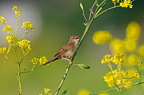 Grasshopper warbler (Locustella naevia) in song. Norfolk, UK, May