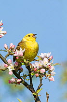 Yellowhammer (Emberiza citrinella) in singing in blossoming tree, Norfolk, England, UK. April