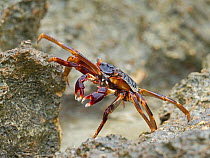 Natal lightfoot crab (Grapsus tenuicrustatus) Wizard Island, Cosmoledo Atoll, Seychelles