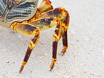 Natal lightfoot crab (Grapsus tenuicrustatus) close up of legs, Wizard Island, Cosmoledo Atoll, Seychelles