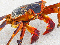 Natal lightfoot crab (Grapsus tenuicrustatus) Wizard Island, Cosmoledo Atoll, Seychelles