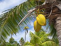 Coconut plantation with Coconut (Cocos nucifera) fruits developing, Astove Atoll, Seychelles