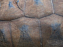 Carapace detail of Aldabra giant tortoise (Aldabrachelys gigantea) Astove Atoll, Aldabra island group, Seychelles