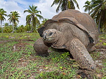 Aldabra gianttortoise (Aldabrachelys gigantea) Astove Atoll, Aldabra island group, Seychelles
