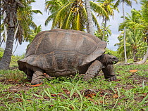 Aldabra giant tortoise (Aldabrachelys gigantea) Astove Atoll, Aldabra island group, Seychelles