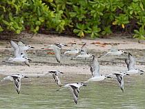 Crab plover (Dromas ardeola) flock in lagoon on St Francois Atoll, Seychelles.