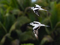 Crab plover (Dromas ardeola) two in flight, St Francois Atoll, Seychelles.