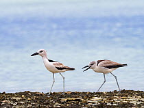 Crab plover (Dromas ardeola) juvenile begging for food from adult, on St Francois Atoll, Seychelles.