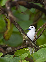 White / Fairy tern (Gygis alba) adult brooding chick on nest in fork of tree, St Francois Atoll, Seychelles