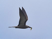 Brown / Common noddy (Anous stolidus) flying with seaweed for nest, Alphonse Atoll, Seychelles